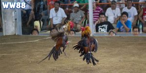 Đặt Cược Đá Gà Trực Tiếp